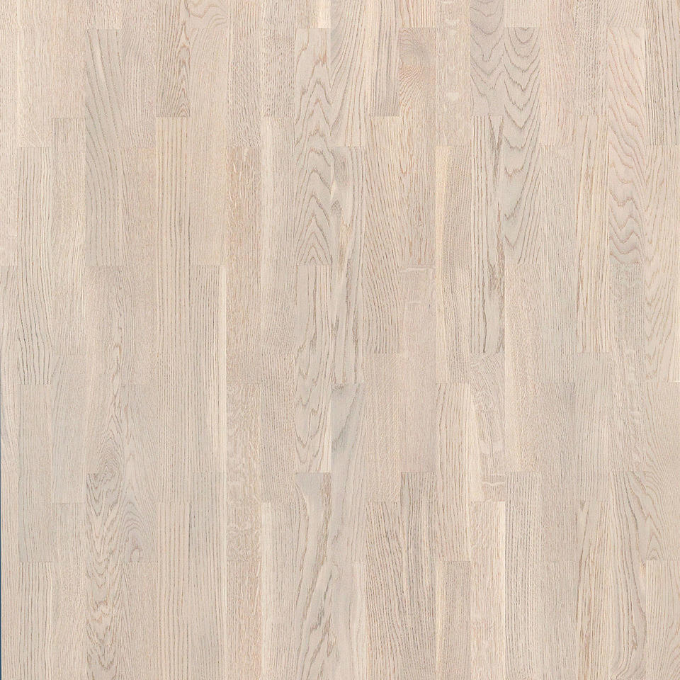 Hrast nordijski bijeli